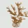 Coral Decorativo Branco em Resina